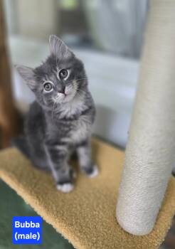 Bubba -  American Shorthair Cat for Adoption in Beach Park, Illinois - Bubba | PetCurious