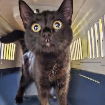 Stacy -  Domestic Short Hair Cat for Adoption in Greensboro, North Carolina - Stacy | PetCurious