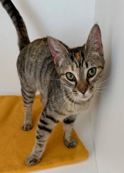 Rescue Domestic Short Hair Cats for Adoption in Hull, Massachusetts - Esme | PetCurious