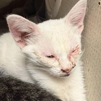 Domestic Short Hair Cats Available for Adoption in Yuma, Arizona - Lilac | PetCurious