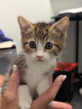 Amelica -  Domestic Short Hair Cat for Adoption in St. Cloud, Minnesota - Amelica | PetCurious
