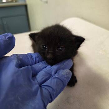 Edgar -  Domestic Medium Hair Cat for Adoption in Charleston, West Virginia - Edgar | PetCurious