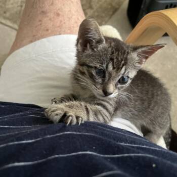 Lily -  Domestic Short Hair Cat for Adoption in Columbia, Missouri - Lily | PetCurious