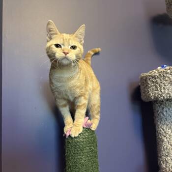 Sunny -  Domestic Short Hair Cat for Adoption in Hartville, Ohio - Sunny | PetCurious