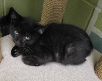 Pluto -  Domestic Short Hair Cat for Adoption in Bloomington, Indiana - Pluto | PetCurious