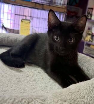 Hawkeye -  Bombay Cat for Adoption in Waxahachie, Texas - Hawkeye | PetCurious