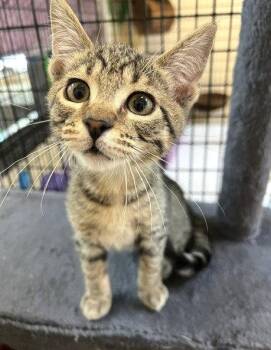 Kitten Corey -  Domestic Short Hair Cat for Adoption in Seal Beach, California - Kitten Corey | PetCurious