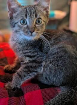 Captain -  Domestic Short Hair Cat for Adoption in Paducah, Kentucky - Captain | PetCurious