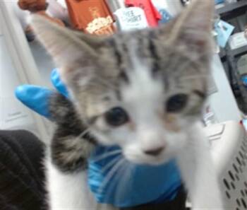 A476356 -  Domestic Short Hair Cat for Adoption in Oklahoma City, Oklahoma - A476356 | PetCurious