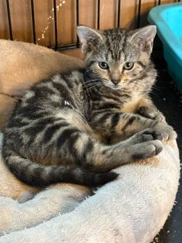 Rescue Domestic Short Hair and Tabby Cats for Adoption in Chattanooga, Tennessee - Willow | PetCurious