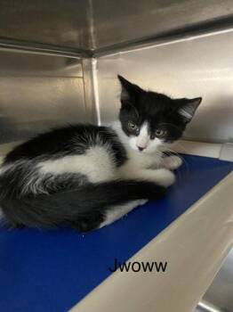 Jwoww -  Domestic Short Hair Cat for Adoption in Hobart, Indiana - Jwoww | PetCurious