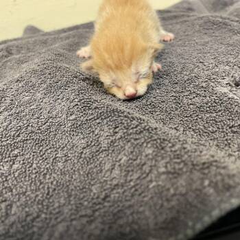 Butterfinger -  Domestic Short Hair Cat for Adoption in Pasadena, California - Butterfinger | PetCurious