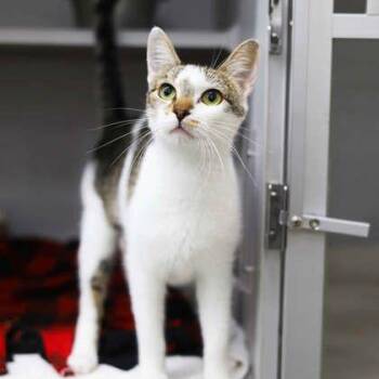 Domestic Short Hair Cats Available for Adoption in Atlanta, Georgia - Megan Marie | PetCurious