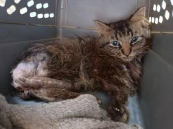 Hematite -  Domestic Medium Hair and Domestic Short Hair Cat for Adoption in Westland, Michigan - Hematite | PetCurious