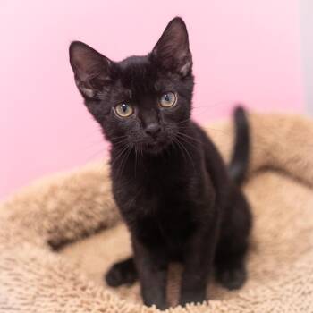 Baron -  Domestic Short Hair Cat for Adoption in St. Augustine, Florida - Baron | PetCurious