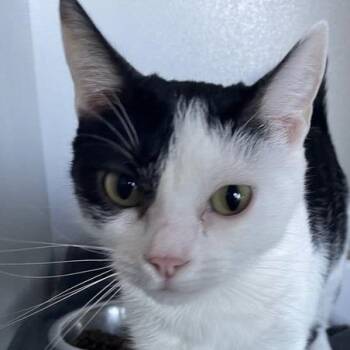 Pippa -  Domestic Long Hair Cat for Adoption in Hemet, California - Pippa | PetCurious