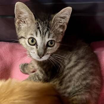 Liberty -  Domestic Short Hair Cat Available for Adoption in Temecula, California - Liberty | PetCurious