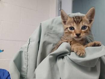 A2477455 -  Domestic Short Hair Cat for Adoption in Fort Lauderdale, Florida - A2477455 | PetCurious