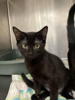 Twizzler -  Domestic Short Hair Cat for Adoption in Hilton Head Island, South Carolina - Twizzler | PetCurious