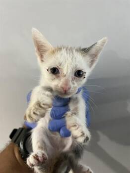 CLEO -  Domestic Short Hair Cat for Adoption in Doral, Florida - CLEO | PetCurious
