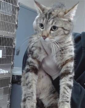 Domestic Short Hair Cats Available for Adoption in Salinas, California - AURORA | PetCurious