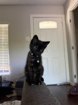 shuri -  Domestic Short Hair Cat for Adoption in Dallas, Texas - Shuri | PetCurious