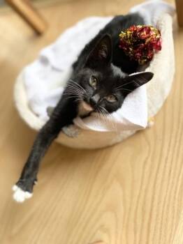 Domestic Short Hair Cats Available for Adoption - Lulu | PetCurious