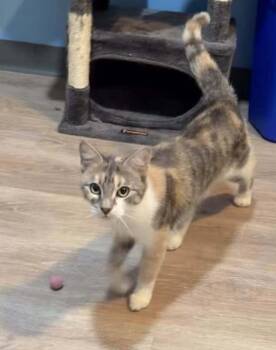 *Missy -  Domestic Short Hair Cat for Adoption in Hudson, New Hampshire - *Missy | PetCurious