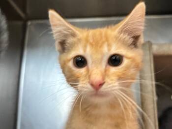 Axel -  Tabby Cat for Adoption in Powell, Ohio - Axel | PetCurious
