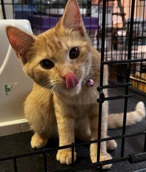 Rescue American Shorthair Cats for Adoption in Shelbyville, Tennessee - The Triplets! Ginger, Snap And Christopher The Golden Cat | PetCurious