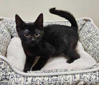 Gimli -  Domestic Short Hair Cat for Adoption in Fremont, Ohio - Gimli | PetCurious