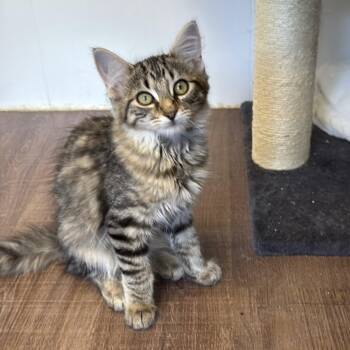 Stream -  Domestic Long Hair Cat for Adoption in Alma, Michigan - Stream | PetCurious