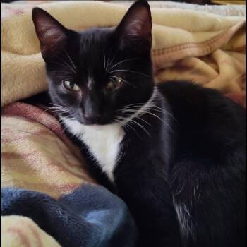 Stella -  Domestic Short Hair Cat for Adoption in Maryville, Tennessee - Stella | PetCurious