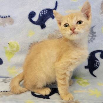 Cheez It -  Domestic Short Hair Cat for Adoption in Austin, Texas - Cheez It | PetCurious