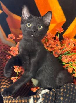 6/23/26 Susan -  Domestic Short Hair Cat for Adoption in Stillwater, Oklahoma - 6/23/26 Susan | PetCurious