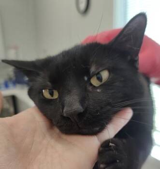 Toothless -  Domestic Short Hair Cat for Adoption in Lafayette, Indiana - Toothless | PetCurious