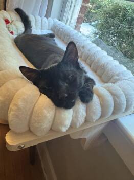 Jack -  Domestic Short Hair Cat for Adoption in Columbia, South Carolina - Jack | PetCurious