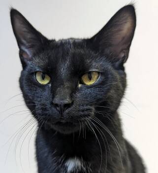 Rescue Domestic Short Hair Cats for Adoption in Cincinnati, Ohio - Griffin | PetCurious
