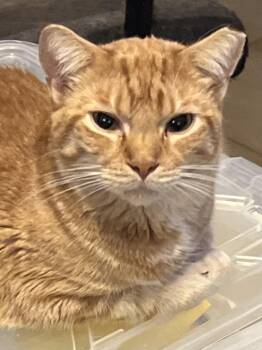 Domestic Short Hair Cats Available for Adoption - Roswell  | PetCurious