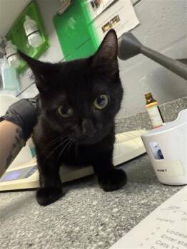 Raven -  Domestic Short Hair Cat for Adoption in Largo, Florida - Raven | PetCurious