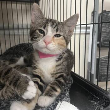 Domestic Short Hair Cats Available for Adoption in Lakeland, Florida - Kalehua | PetCurious