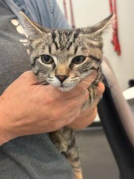 Dulce -  Domestic Short Hair Cat for Adoption in Memphis, Tennessee - Dulce | PetCurious