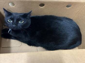 BLOOM -  Domestic Short Hair Cat for Adoption in Derwood, Maryland - BLOOM | PetCurious