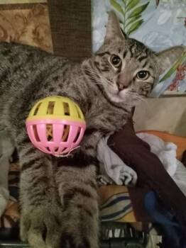 Mario -  Domestic Short Hair Cat for Adoption in Chandler, Arizona - Mario | PetCurious