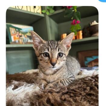 Floyd -  Domestic Short Hair Cat Available for Adoption in Allen, Texas - Floyd | PetCurious