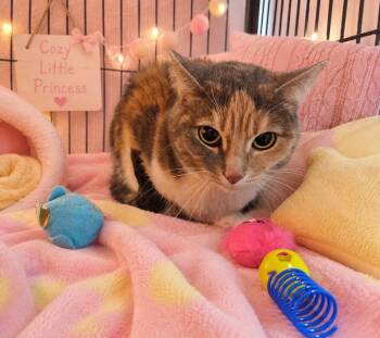 Sophi -  Domestic Short Hair Cat for Adoption in Washington Court House, Ohio - Sophi | PetCurious