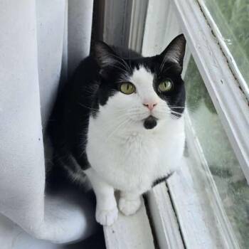 Cookie -  Domestic Short Hair Cat for Adoption in Columbus, Georgia - Cookie | PetCurious