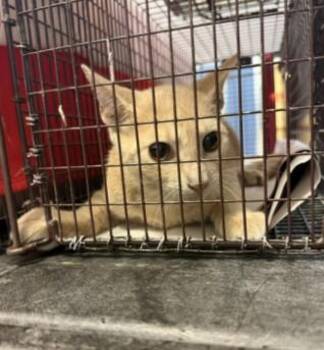 SPICE -  Domestic Short Hair Cat for Adoption in Doral, Florida - SPICE | PetCurious