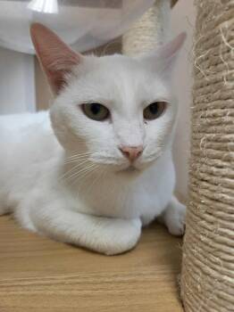 Rescue Domestic Short Hair Cats for Adoption in Greece, New York - Dove | PetCurious