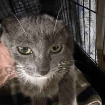 Yale -  Domestic Short Hair Cat for Adoption in Waldorf, Maryland - Yale | PetCurious